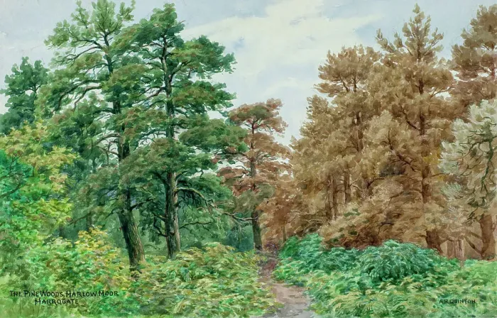 Framed Print : Pine Woods, Harlow Moor, Harrogate, North Yorkshire Framed Print : Pine Woods, Harlow Moor, Harrogate, North Yorkshire
