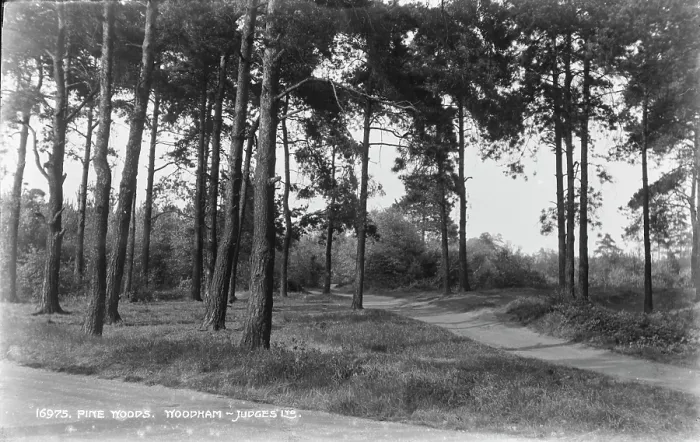 Framed Print : Pine Woods in Moodham Framed Print : Pine Woods in Moodham