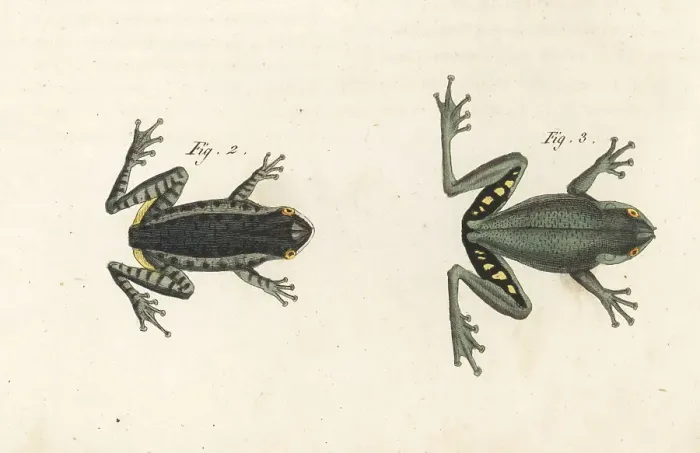 Framed Print : Pine woods tree frog and squirrel tree frog Framed Print : Pine woods tree frog and squirrel tree frog