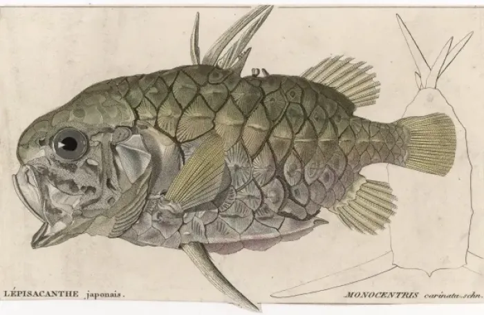 Framed Print : A Pineapple Fish Framed Print : A Pineapple Fish