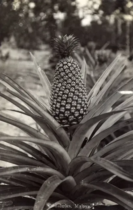 Framed Print : Pineapple plant - Malaysia Framed Print : Pineapple plant - Malaysia