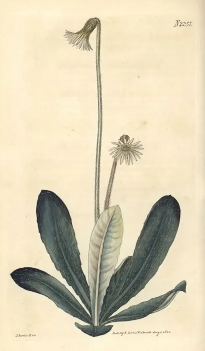 Framed Print : Pineland daisy, Chaptalia tomentosa Framed Print : Pineland daisy, Chaptalia tomentosa