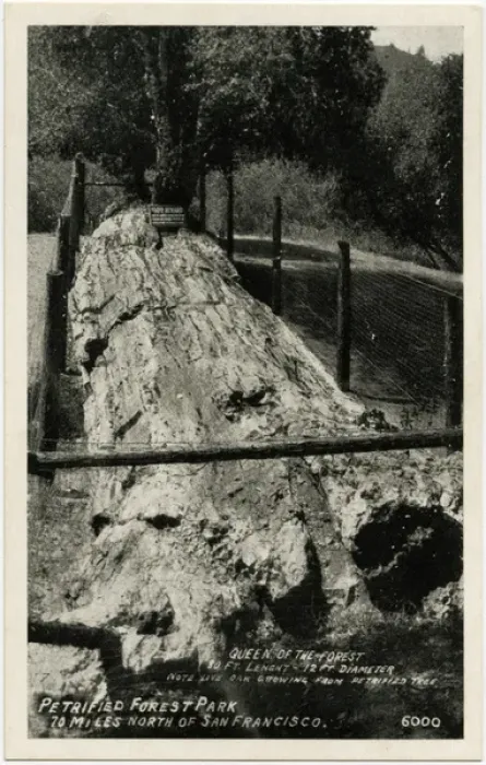 Framed Print : The Pines - Petrified Forest - Santa Rosa, California Framed Print : The Pines - Petrified Forest - Santa Rosa, California
