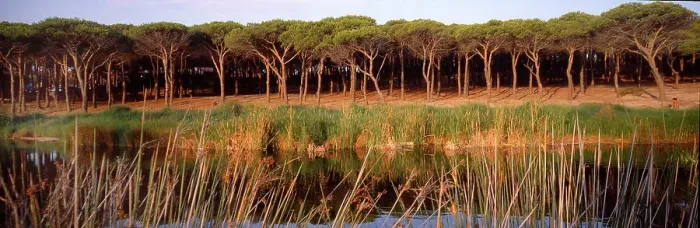Framed Print : Pines - Sardinia, Italy Framed Print : Pines - Sardinia, Italy