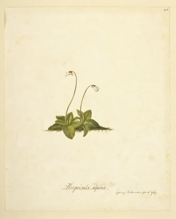 Framed Print : Pinguicula antarctica, butterwort Framed Print : Pinguicula antarctica, butterwort