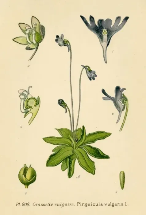 Framed Print : Pinguicula Vulgaris Framed Print : Pinguicula Vulgaris