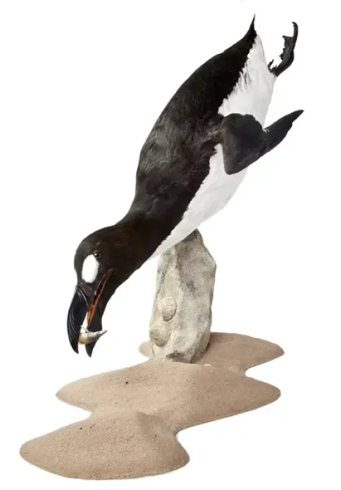 Framed Print : Pinguinus impennis, Great Auk Framed Print : Pinguinus impennis, Great Auk