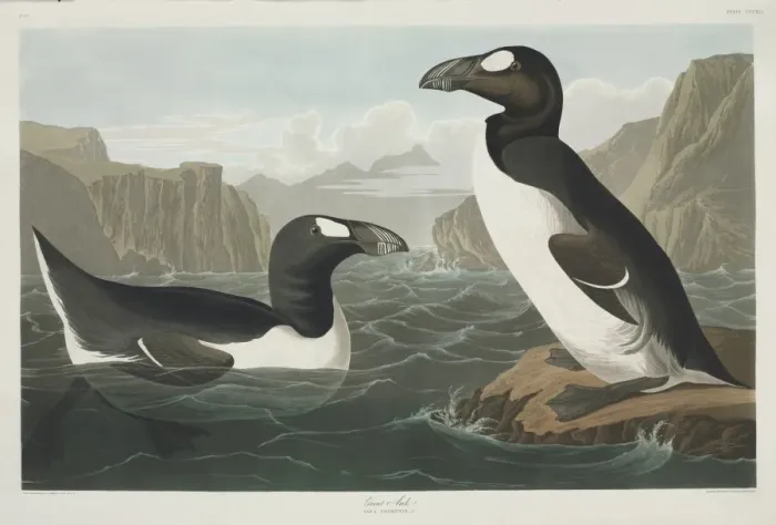 Framed Print : Pinguinus impennis, great auk Framed Print : Pinguinus impennis, great auk
