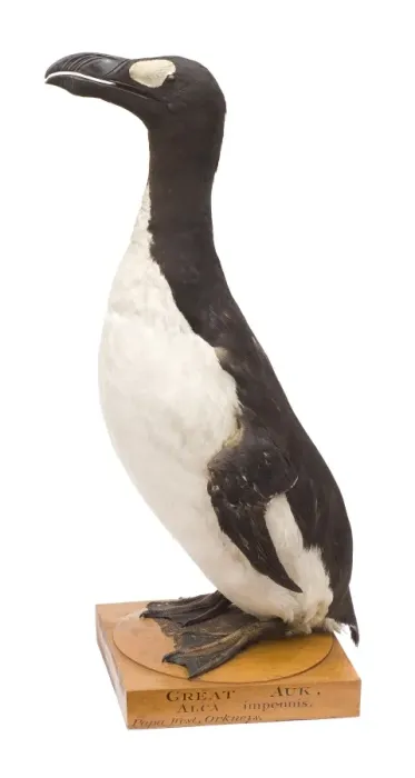 Framed Print : Pinguinus impennis, great auk Framed Print : Pinguinus impennis, great auk