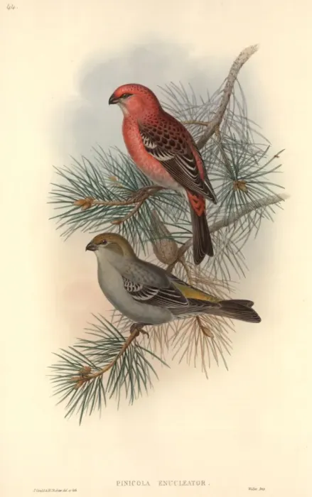 Framed Print : Pinicola enucleator, pine grosbeak Framed Print : Pinicola enucleator, pine grosbeak