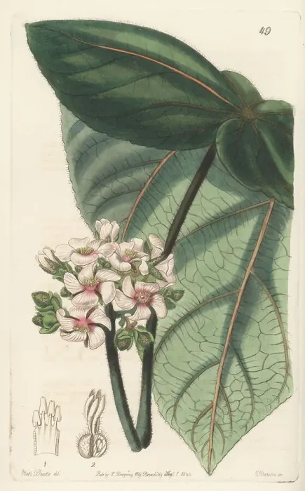 Framed Print : Pink astiria, Astiria rosea or Ruizia rosea. Extinct Framed Print : Pink astiria, Astiria rosea or Ruizia rosea. Extinct
