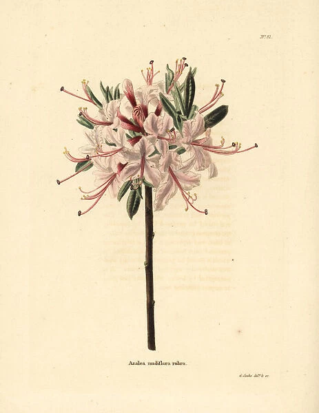 Pink azalea, Azalea nudiflora rubra