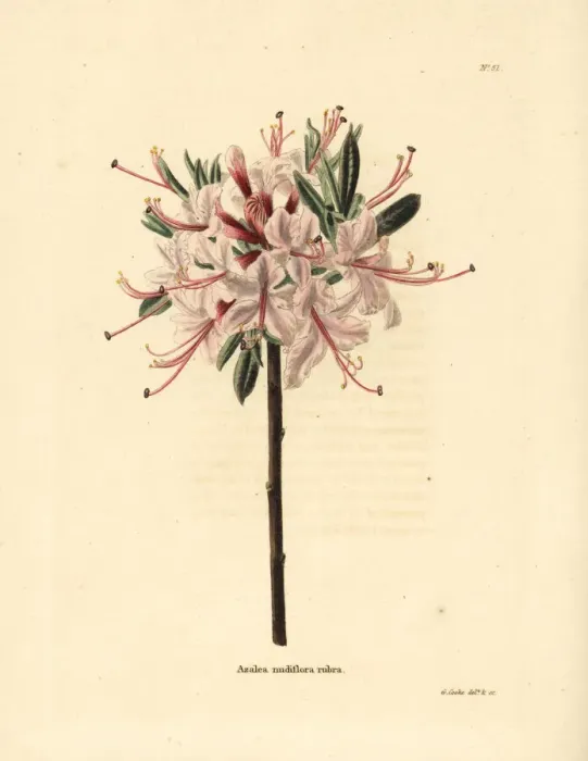 Framed Print : Pink azalea, Azalea nudiflora rubra Framed Print : Pink azalea, Azalea nudiflora rubra