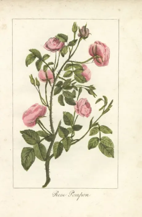 Framed Print : Pink button rose, rose pompon, Rosa pomponia Framed Print : Pink button rose, rose pompon, Rosa pomponia