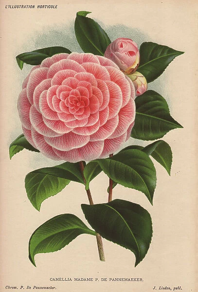 Pink camellia Madame P de Pannemaeker, Thea japonica