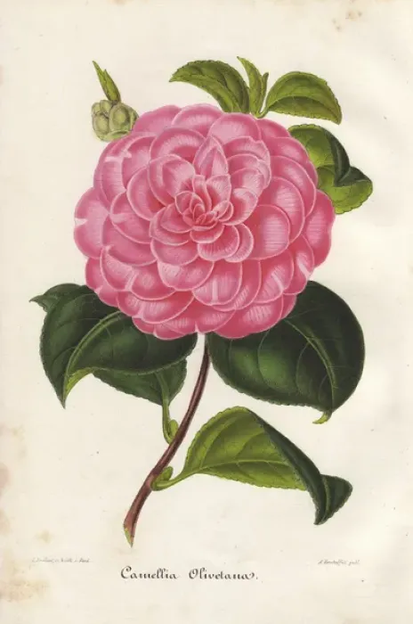 Framed Print : Pink camellia, Olivetana, Thea japonica Framed Print : Pink camellia, Olivetana, Thea japonica