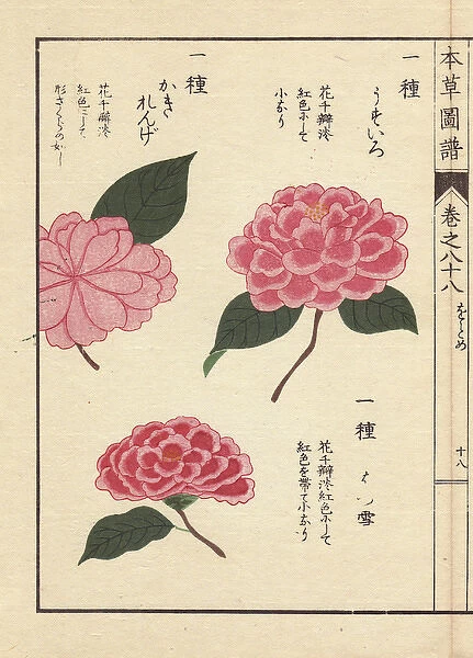 Pink camellias, Usuiro, Hatsuyuki and Kakirenge