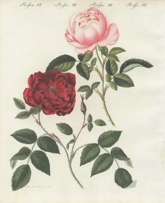Framed Print : Pink and crimson everblooming roses, Rosa semperflorens Framed Print : Pink and crimson everblooming roses, Rosa semperflorens