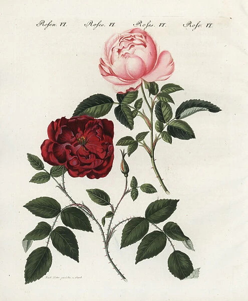 Pink and crimson everblooming roses, Rosa semperflorens