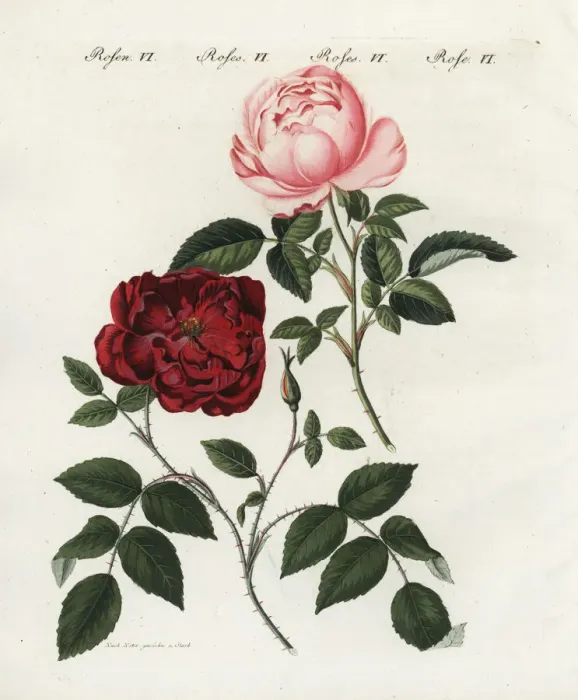 Framed Print : Pink and crimson everblooming roses, Rosa semperflorens Framed Print : Pink and crimson everblooming roses, Rosa semperflorens