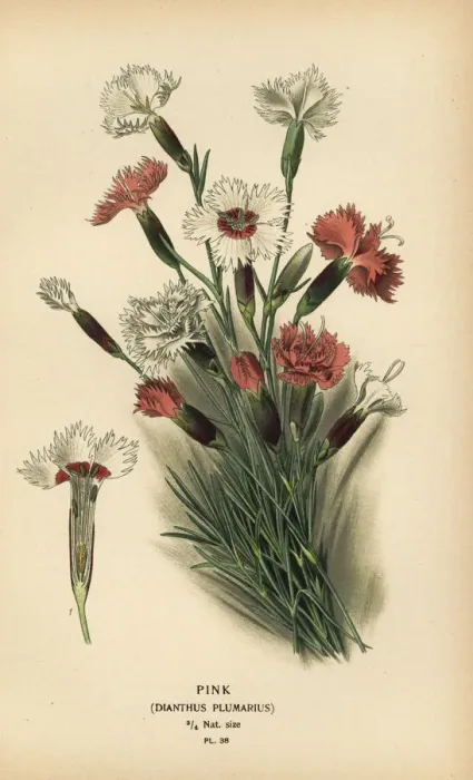 Framed Print : Pink, Dianthus plumarius