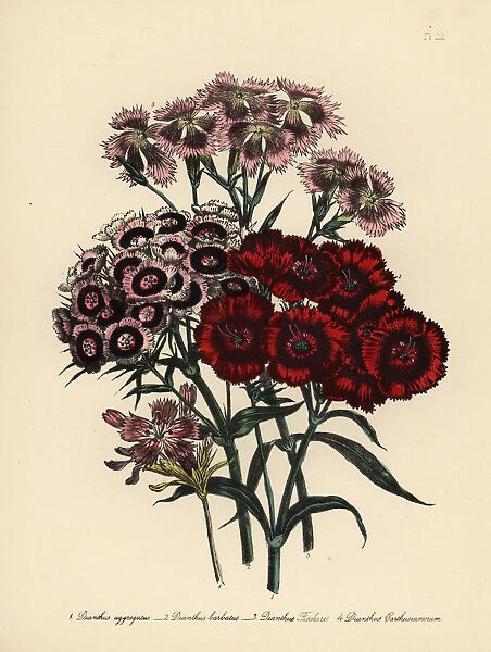 Pink or Dianthus species