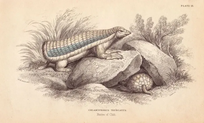 Framed Print : Pink fairy armadillo, Chlamyphorus truncatus. Endangered Framed Print : Pink fairy armadillo, Chlamyphorus truncatus. Endangered