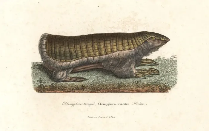 Framed Print : Pink fairy armadillo or pichiciego, Chlamyphorus truncatus Framed Print : Pink fairy armadillo or pichiciego, Chlamyphorus truncatus