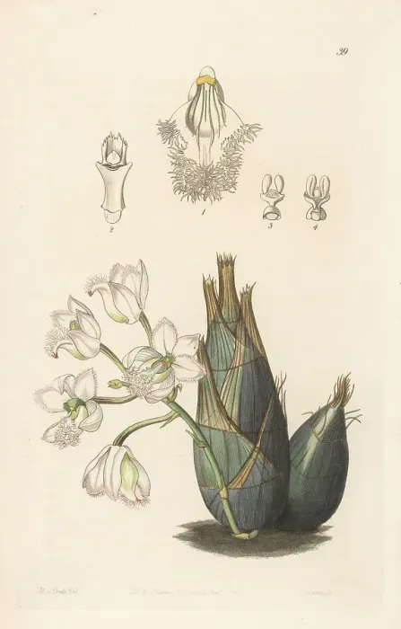 Framed Print : Pink-flowered clowesia orchid, Clowesia rosea Framed Print : Pink-flowered clowesia orchid, Clowesia rosea