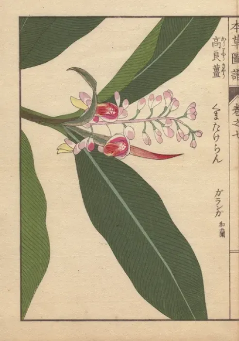 Framed Print : Pink-flowered garanga or galangal, Alpinia kumatake Mak Framed Print : Pink-flowered garanga or galangal, Alpinia kumatake Mak