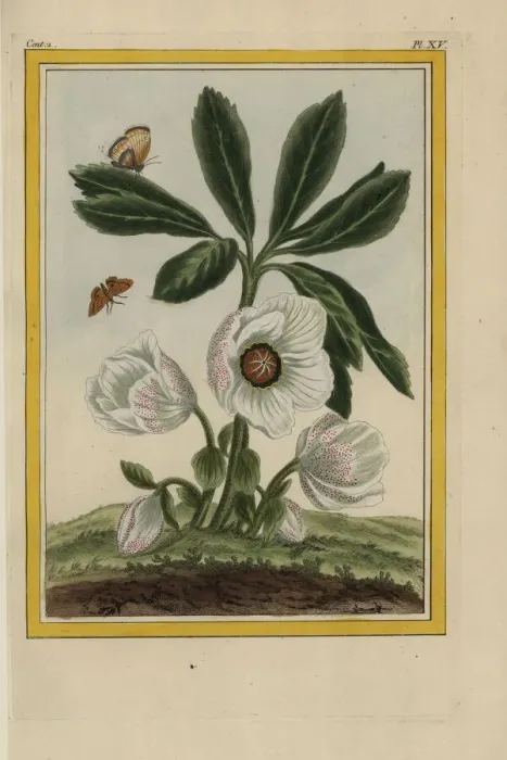 Framed Print : Pink flowered hellebore, Helleborus species Framed Print : Pink flowered hellebore, Helleborus species