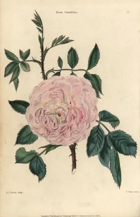 Framed Print : Pink flowered Rosa centifolia, leaves, thorny stems Framed Print : Pink flowered Rosa centifolia, leaves, thorny stems