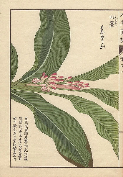 Pink flowers and leaves of Japanese alpinia