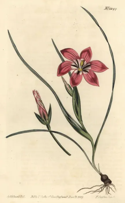 Framed Print : Pink froetang, Romulea flava Framed Print : Pink froetang, Romulea flava