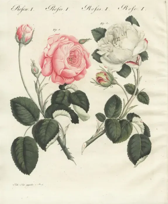 Framed Print : Pink German centifolia rose and white unique rose Framed Print : Pink German centifolia rose and white unique rose
