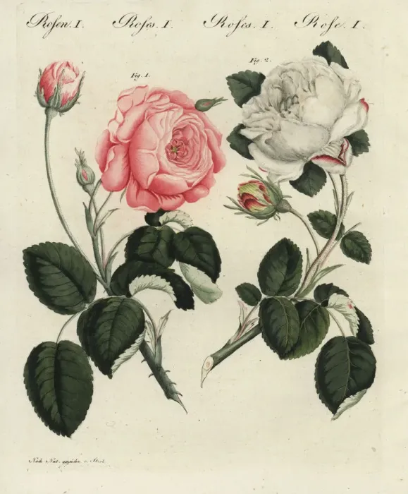 Framed Print : Pink German centifolia rose and white unique rose Framed Print : Pink German centifolia rose and white unique rose