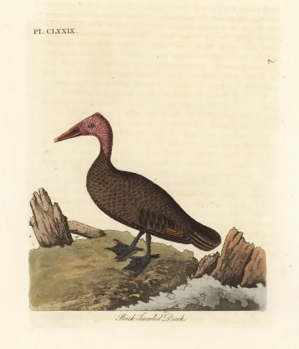 Framed Print : Pink-headed duck, Rhodonessa caryophyllacea Framed Print : Pink-headed duck, Rhodonessa caryophyllacea
