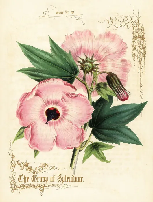 Framed Print : Pink hibiscus flowers and foliage Framed Print : Pink hibiscus flowers and foliage
