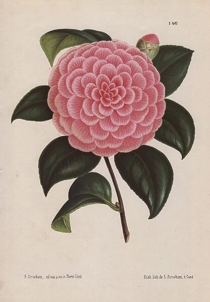 Pink hybrid camellia, Bertha Giglioli, Thea japonica