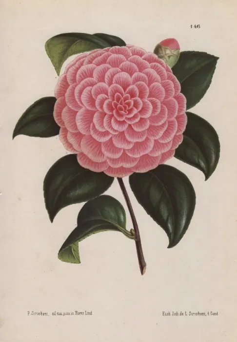 Framed Print : Pink hybrid camellia, Bertha Giglioli, Thea japonica Framed Print : Pink hybrid camellia, Bertha Giglioli, Thea japonica