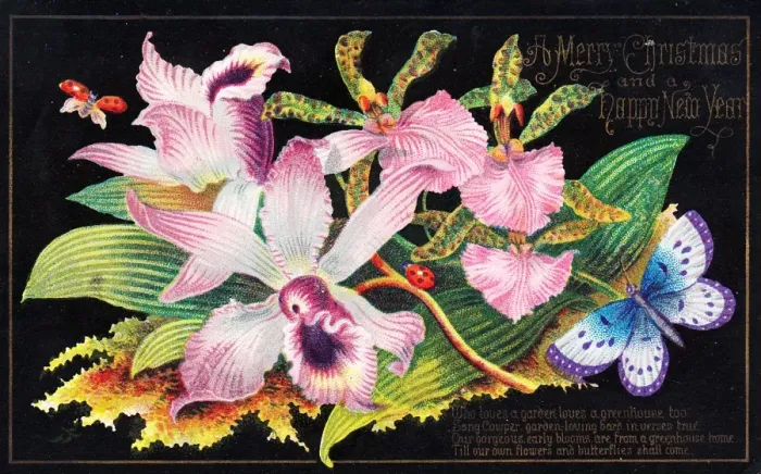 Framed Print : Pink lilies on a Christmas card Framed Print : Pink lilies on a Christmas card