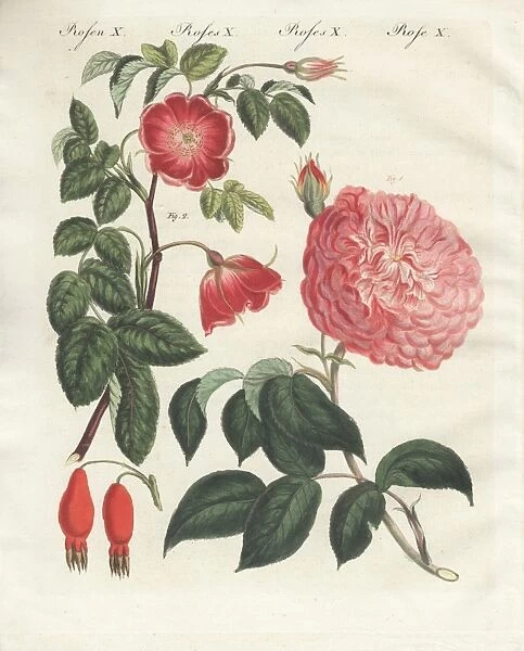 Pink millefolia rose and alpine rose