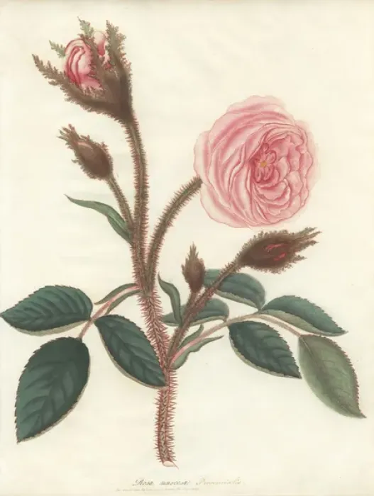 Framed Print : Pink moss rose, Rosa muscosa provincialis Framed Print : Pink moss rose, Rosa muscosa provincialis