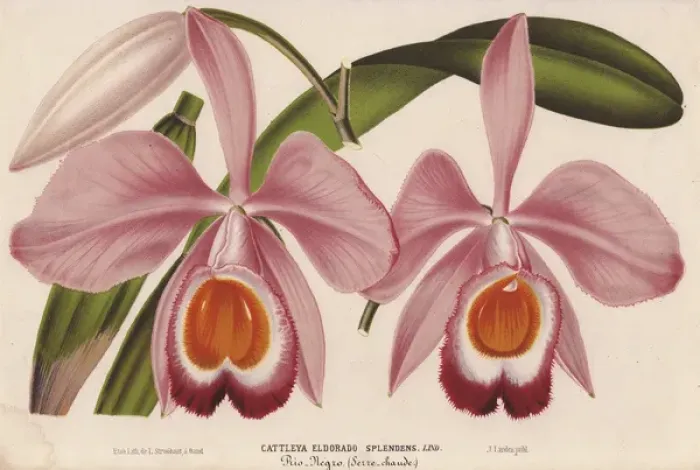 Framed Print : Pink and orange cattleya orchid, Cattleya eldorado Framed Print : Pink and orange cattleya orchid, Cattleya eldorado