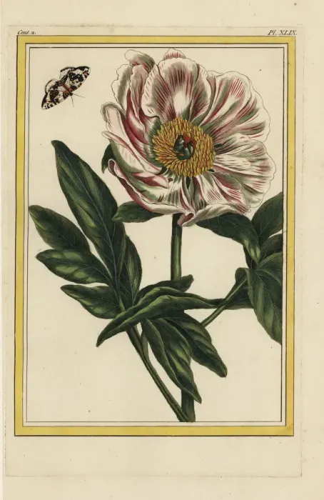 Framed Print : Pink peony, Paeonia officinalis Framed Print : Pink peony, Paeonia officinalis