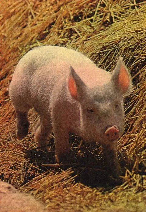 Framed Print : Pink Pig Framed Print : Pink Pig