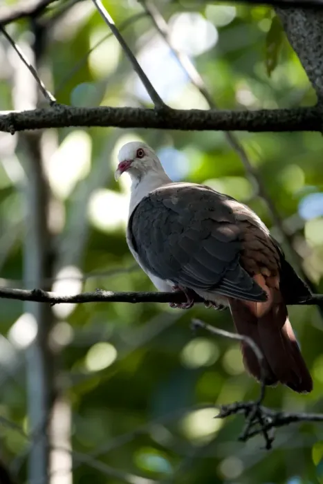 Framed Print : Pink pigeon Framed Print : Pink pigeon