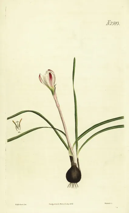 Framed Print : Pink rain lily, Zephyranthes minuta Framed Print : Pink rain lily, Zephyranthes minuta