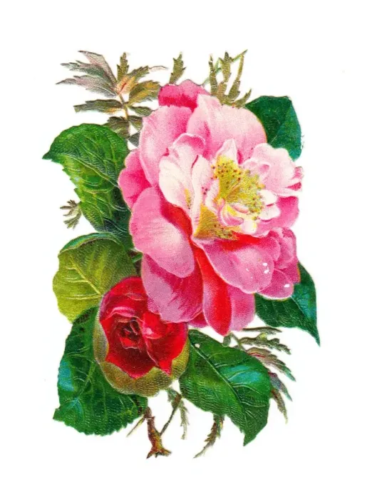 Framed Print : Pink and red roses on a Victorian scrap Framed Print : Pink and red roses on a Victorian scrap
