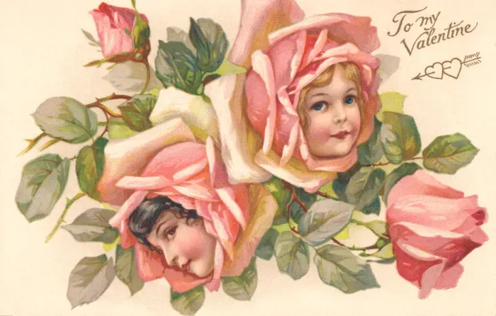 Framed Print : Pink rose flower faces Framed Print : Pink rose flower faces